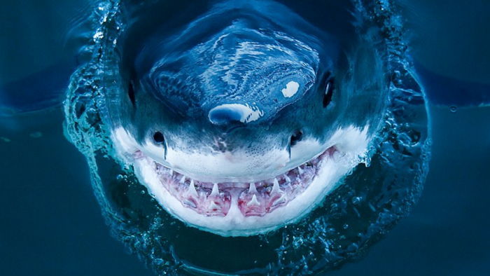 사진작가가 목숨 걸고 촬영한 백상아리의 미소 (사진)