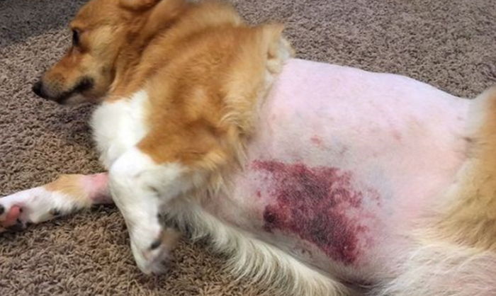 “강아지가 미용사에게 폭행당해 갈비뼈가 부러졌어요”