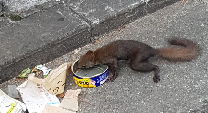 길거리에 버려진 ‘쓰레기 참치’로 허기달래는 청설모