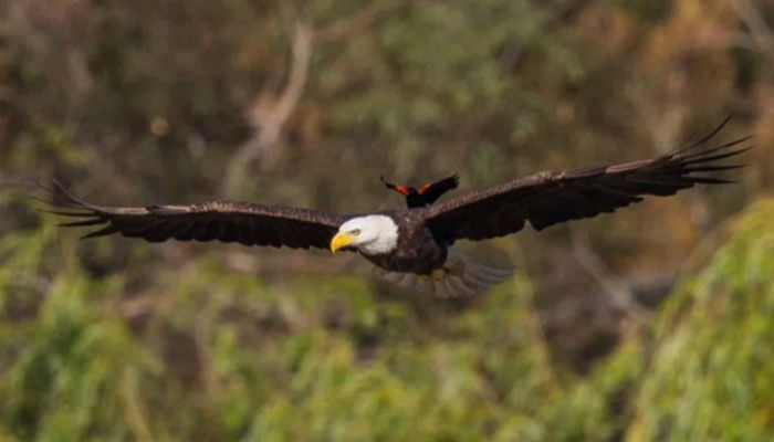 겁없이 독수리 등에 올라탄 용감한 아기 새 (사진)