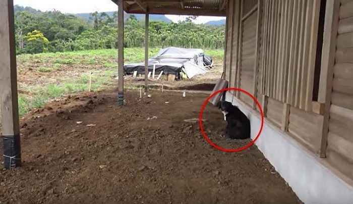 주인에게 버림받고 텅 빈 집 홀로 지키는 강아지