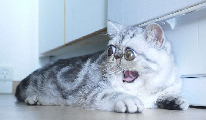 온라인 스타 등극한 ‘왕눈이’ 고양이의 슬픈 사연 (사진)