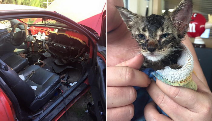 운전석에 갇힌 새끼 고양이 구하기 위해 차량 박살낸 가족