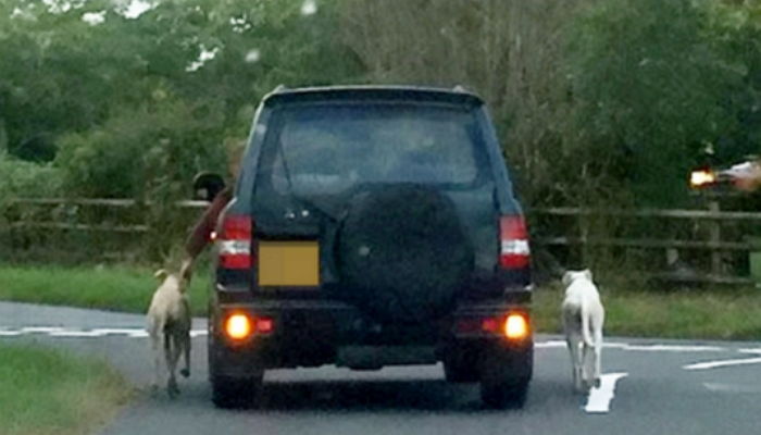 차 타고 반려견 강제 산책시키는 ‘동물학대’ 주인