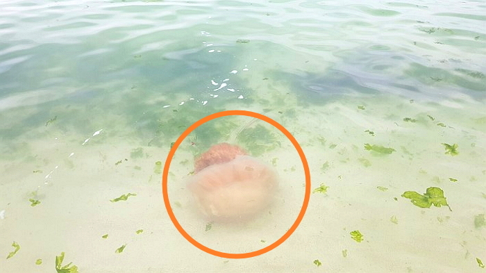 “바닷가서 스치기만 해도 큰일나는 ‘이것’ 조심하세요”