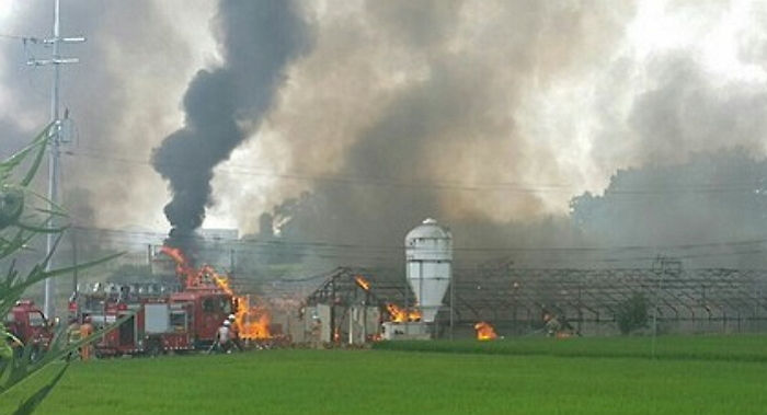 양계장서 불나 닭 4만여마리 불에타 집단 폐사