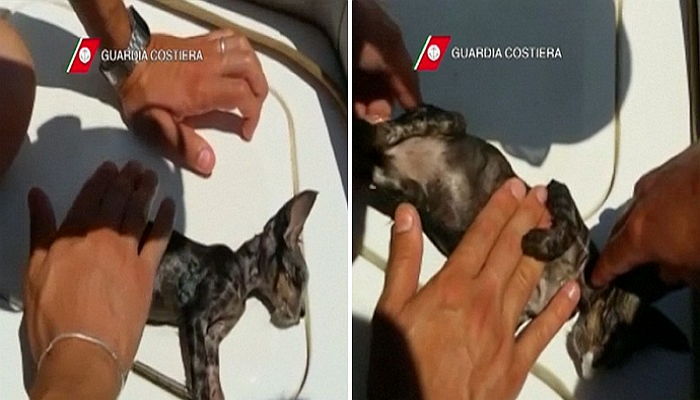 물에 빠진 아기 고양이 심폐소생술로 살려낸 구조대원 (영상)