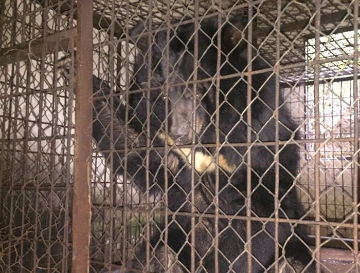 12년간 철창에 갇혀 ‘학대’받던 서커스 곰이 구출됐다