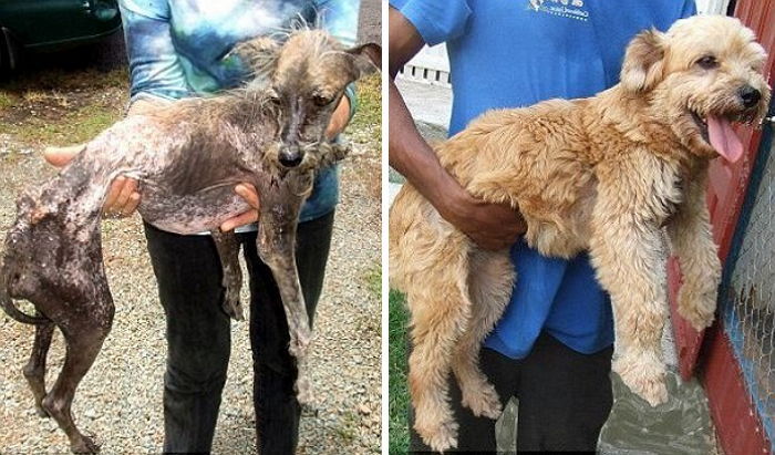 새 주인을 만난 유기견들은 ‘이렇게’ 변했다 (사진)