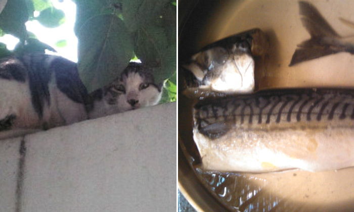 죽어가는 새끼 고양이에게 ‘고등어’ 한마리 삶아준 청년