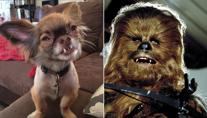 스타워즈 ‘추바카’ 닮은 외모로 SNS 스타 된 강아지 (사진)