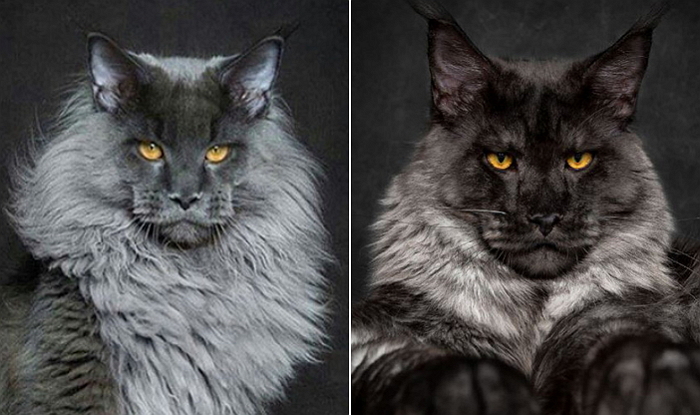 ‘흑표범’ 연상시키는 무시무시한 고양이 (사진 14장)