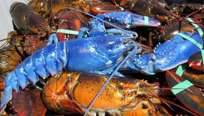 ‘200만분의 1’ 어부에게 잡힌 온몸 푸른 희귀 가재