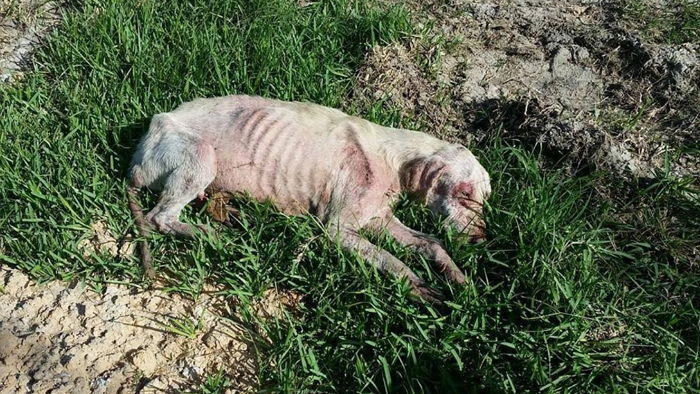 병들어 주인에게 버림받고 굶어 죽어가던 강아지