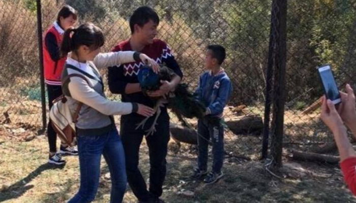 관광객들에게 잡혀 사진을 찍은 ‘공작새’는 목숨을 잃었다