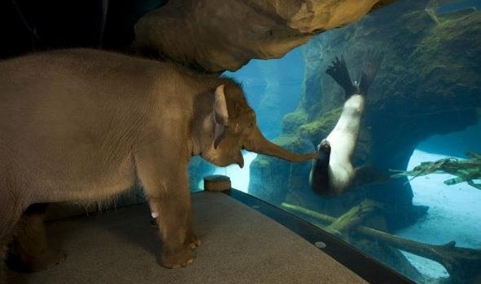 난생처음 수족관 물개를 만난 아기 코끼리의 반응 (사진)