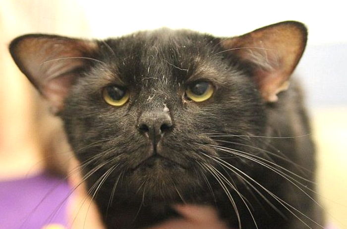 ‘귀’가 4개라는 이유로 주인에게 버림받은 고양이