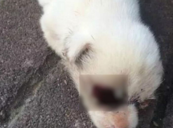 ‘눈알’ 뽑힌 채 길가에 버려진 아기 강아지들