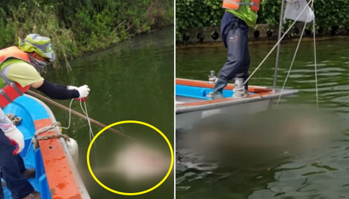 한강 상수원보호구역서 ‘동물 사체’ 무더기 발견 (영상)