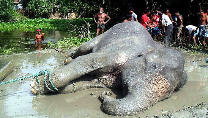 홍수에 휩쓸려 1600km나 떠밀려 온 코끼리 (영상)