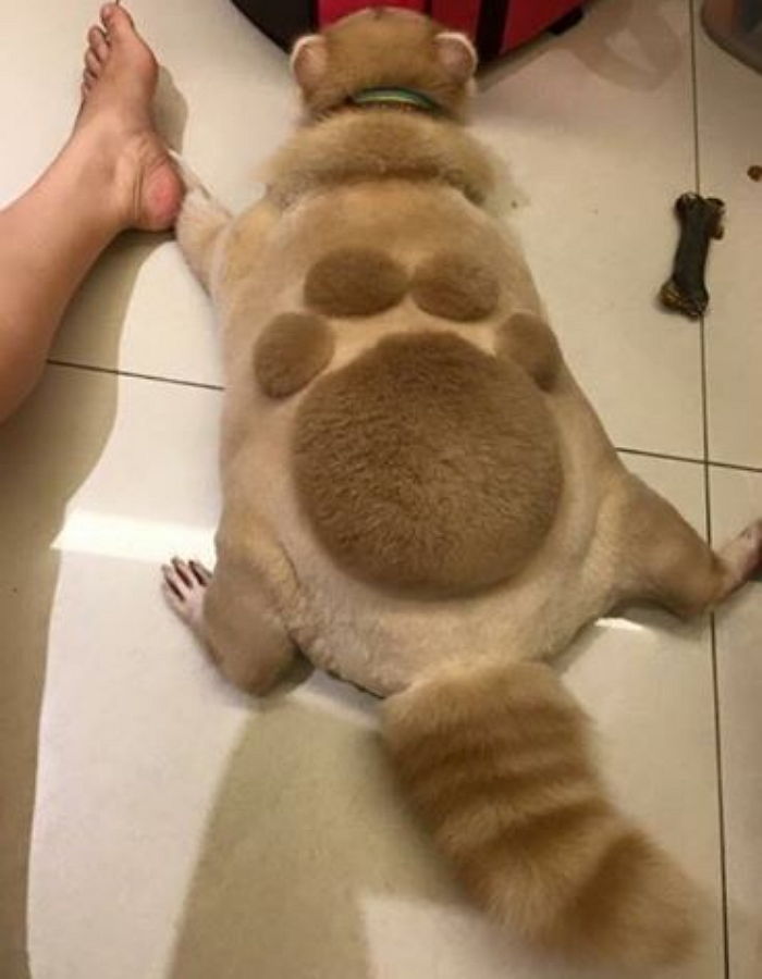 “나 귀엽지?” ‘발바닥’ 모양으로 미용한 라쿤 (사진)