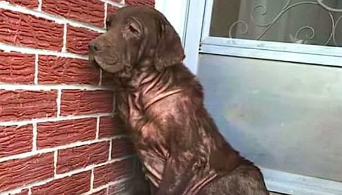 주인에게 버림받고 손길 거부하던 강아지가 마음을 열었다