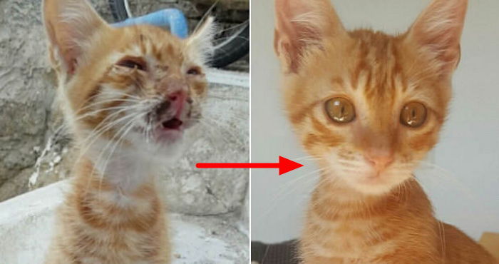 아사 직전 구조된 아기 고양이가 1주일 만에 보인 변화