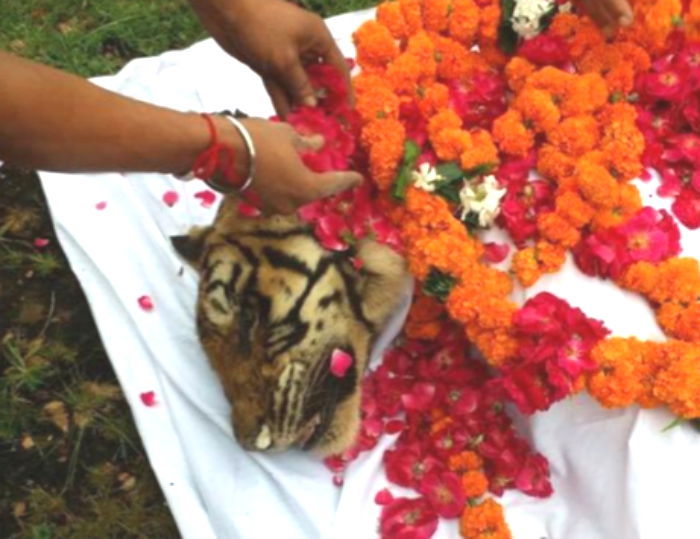 세계서 가장 오래 산 호랑이가 20살 나이로 세상을 떠났다