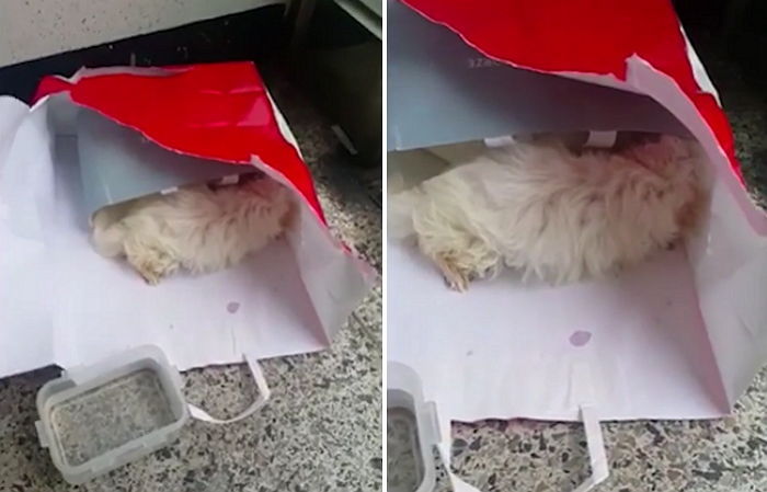 종이봉투에 담겨 빌라 입구에 버려진 병든 아기 강아지 (영상)