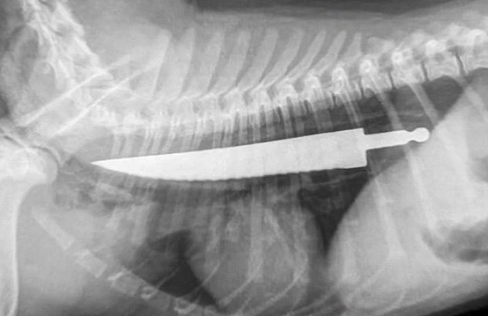 20cm 짜리 ‘칼’ 삼키고도 살아난 강아지 (사진)