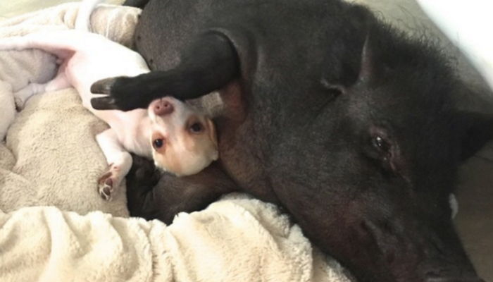 주인에게 버림받은 아기 강아지 꼭 안아준 돼지