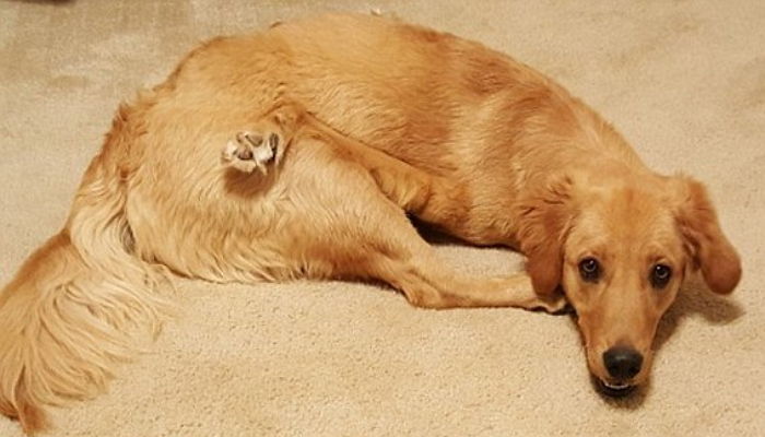 장애 때문에 앞다리 ‘날개’처럼 꺾인 천사 리트리버