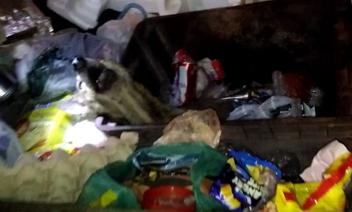 ‘쓰레기통’에 버려져 살 ‘의지’ 잃은 유기견 (영상)