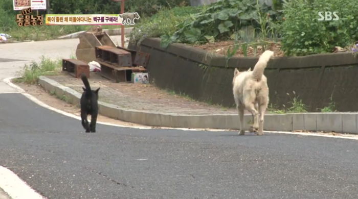 올무에 목 졸려 죽어가는 백구 곁을 지키는 남편 강아지 (영상)