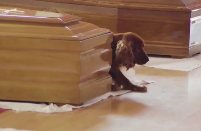 지진으로 사망한 주인 관 옆을 떠나지 않는 반려견 (영상)