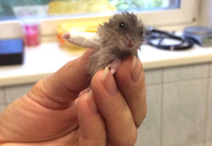 앞다리 부러진 햄스터에게 ‘초미니 깁스’해준 수의사