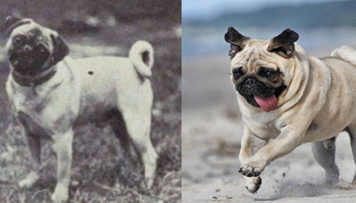 우리가 키우는 ‘반려견’의 100년 전 모습은 이렇다