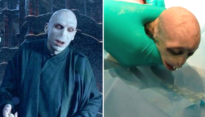 해리포터 ‘볼드모트’처럼 생긴 아기 원숭이 (사진)