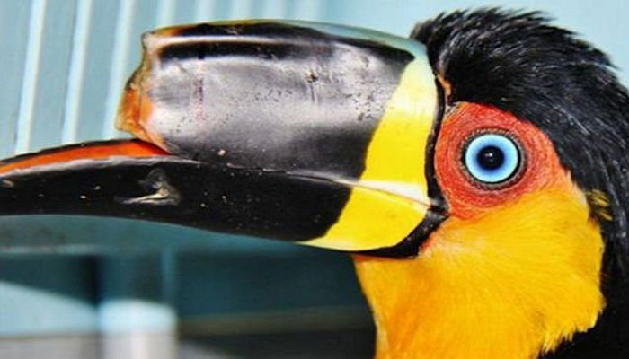 부리 잃었던 ‘큰 부리새’가 3D 프린터로 새것을 얻었다