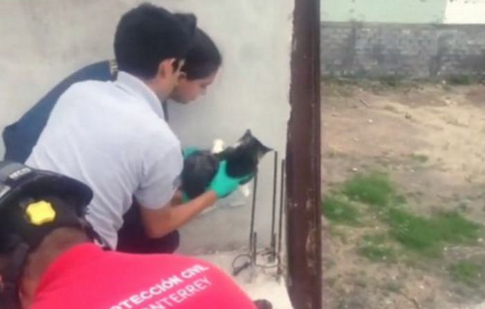 3층서 떨어져 철근에 몸 ‘관통된’ 고양이가 구조됐다 (영상)