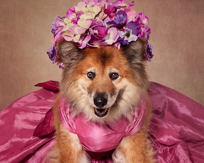 유기견들에게 예쁜 옷 입혀 프로필 사진 찍어 준 사진작가 (사진)