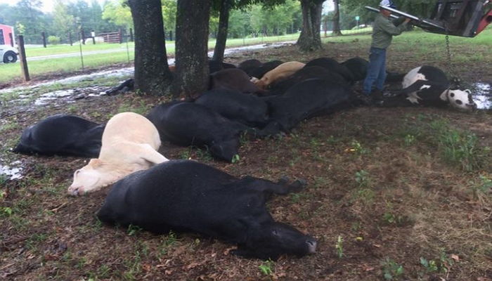 갑자기 내리친 ‘번개’에 떼죽음 당한 젖소 19마리