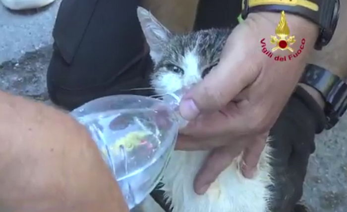 지진 6일 만에 잔해 속에서 극적 구조된 고양이 (영상)