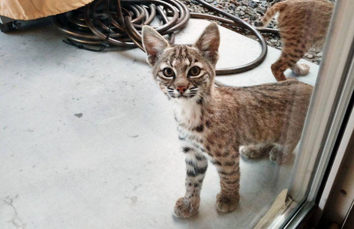 자고 일어났더니 마당에 ‘고양이 가족’이 찾아왔어요