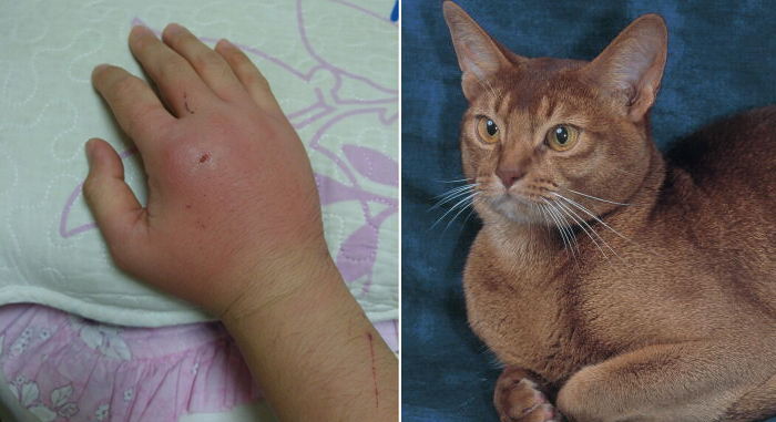 고양이에게 물리면 반드시 병원에 가야하는 이유