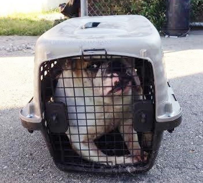 작은 케이지 안에 넣어진 채 버려졌던 불독이 구조됐다