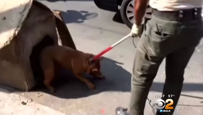 낡은 판잣집에 갇힌 채 주인에게 버림받은 병든 강아지 (영상)