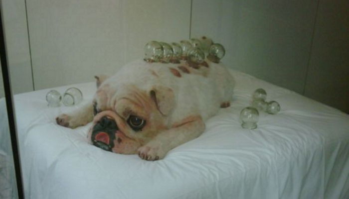 아픈 몸 치료받기 위해 ‘부항’뜨는 강아지