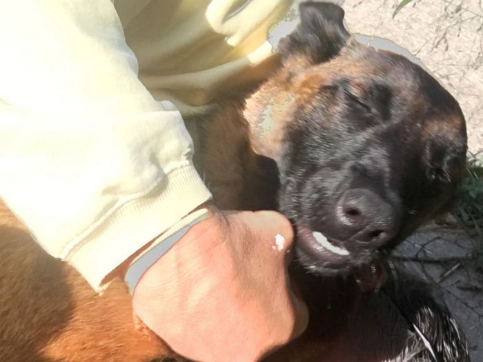 ‘10km’ 헤엄치고 ‘20km’ 걸어 주인에게 돌아간 셰퍼드