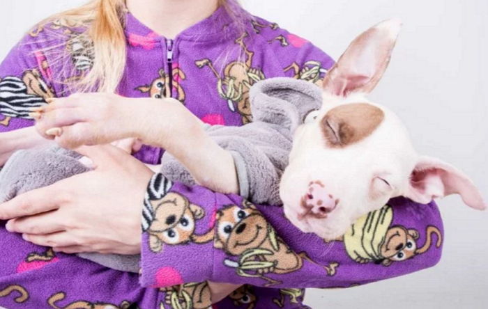 ‘잠옷’ 입고 입양될 가정에 하루 외박 나가는 유기견들 (사진)